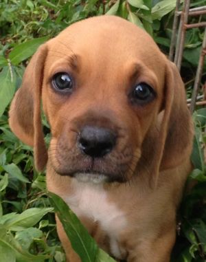 rhodesian ridgeback rescue puppies rhodesian ridgeback puppies for adoption breeds picture rhodesian ridgeback rescue puppies rhodesian ridgeback puppies for adoption breeds picture