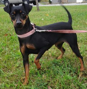 miniature pinscher puppies for adoption miniature pinscher dogs for adoption breeds picture miniature pinscher puppies for adoption miniature pinscher dogs for adoption breeds picture