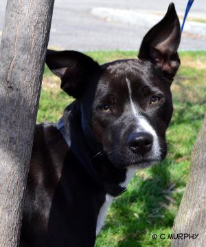 syracuse puppies adopt andre a terrier syracuse puppies adopt andre a terrier