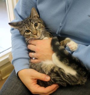 adoption lancaster pa adopt e t a domestic hair adoption in lancaster pa 4438280389 cats adoption lancaster pa adopt e t a domestic hair adoption in lancaster pa 4438280389 cats