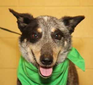 puppies clarksville tn adopt bo a australian cattle blue heeler puppies clarksville tn adopt bo a australian cattle blue heeler
