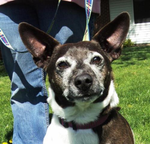 Meet Roscoe, a Petfinder adoptable Rat Terrier Dog ...