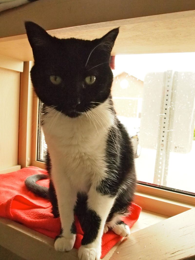 Meet Flower, a Petfinder adoptable Domestic Short Hairblack and white