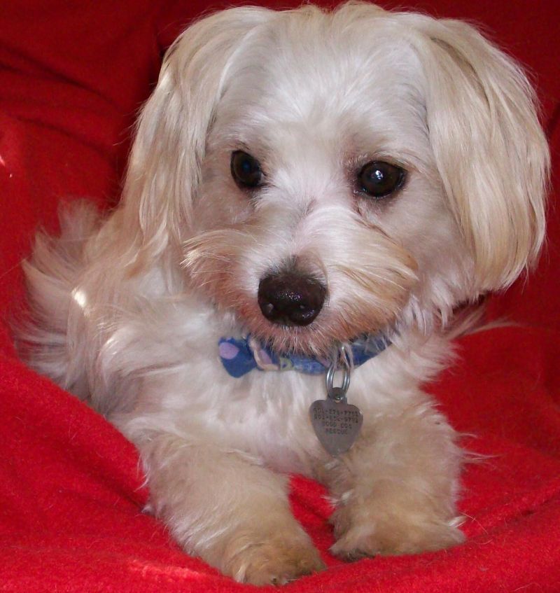 Meet Tanner, a Petfinder adoptable Maltese Dog Memphis, TN