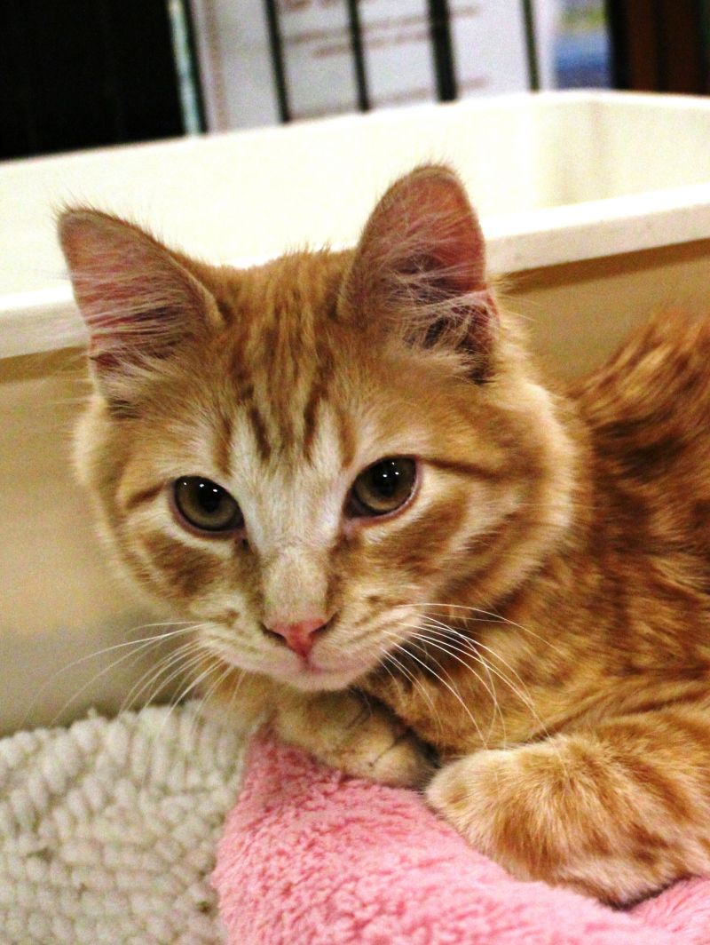 Meet Sonic (kitten), a Petfinder adoptable Tabby Orange Cat Las