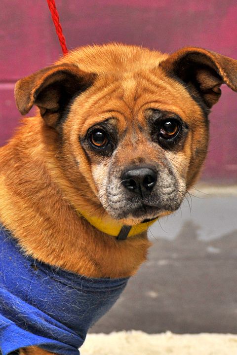 Meet Queenie, a Petfinder adoptable Pug Dog | Johnson City, TN