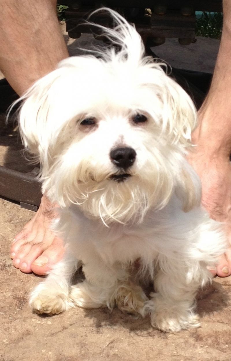 Meet Bentley, a Petfinder adoptable Maltese Dog Chattanooga, TN