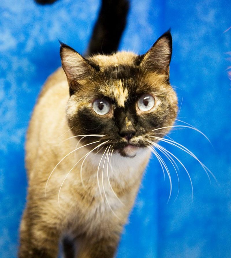 Meet Che, a Petfinder adoptable Siamese Cat | Seattle, WA