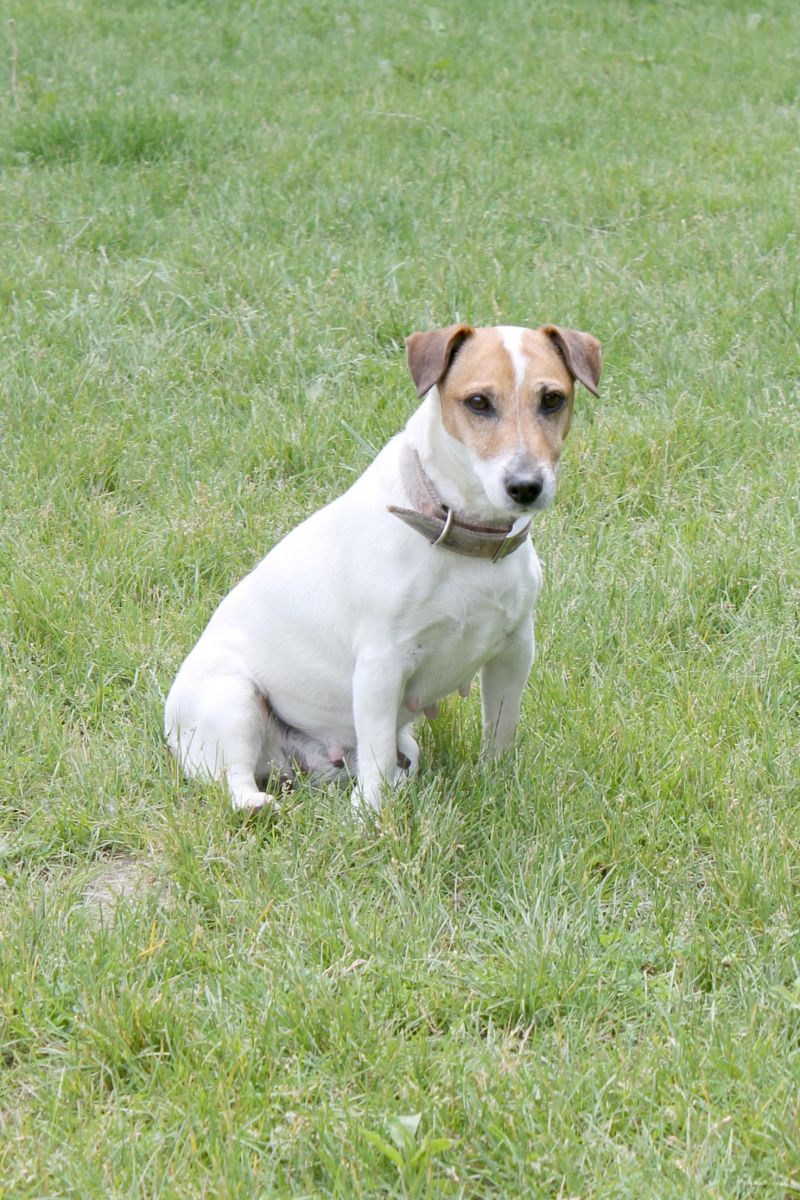 Meet Candace, a Petfinder adoptable Jack Russell Terrier Dog | Midland, MI