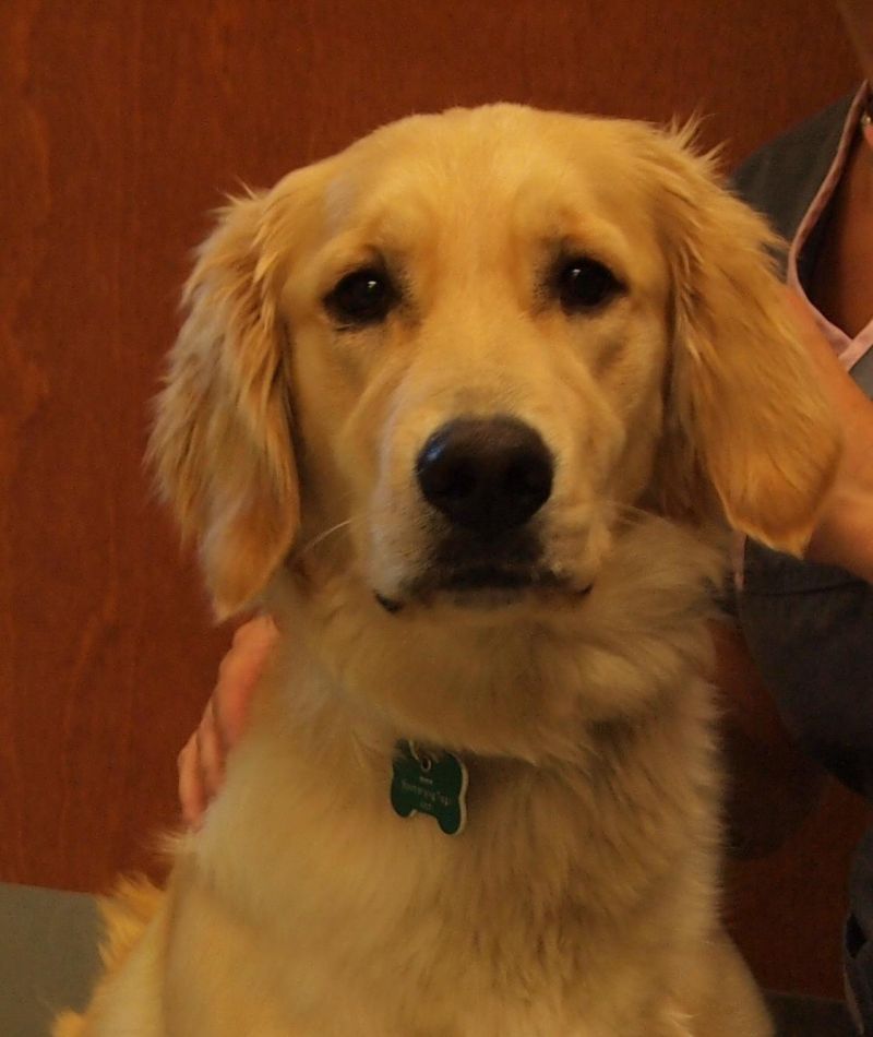 Meet Daphne, a Petfinder adoptable Golden Retriever Dog | Saint Louis, MO