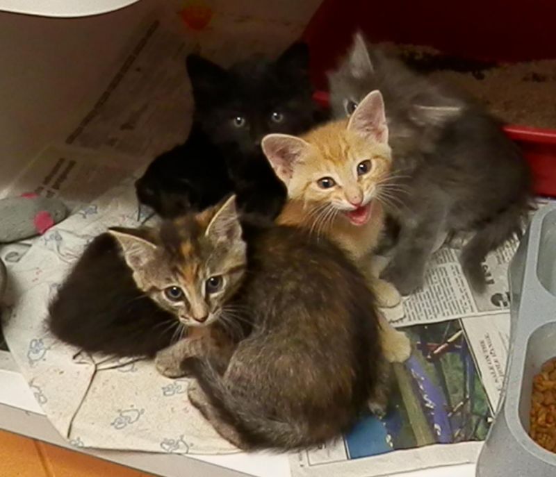 Meet Russ Kittens, a Petfinder adoptable Domestic Short Hair Cat