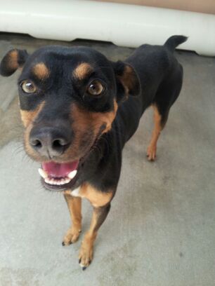 Meet Nick, a Petfinder adoptable Miniature Pinscher Dog ...