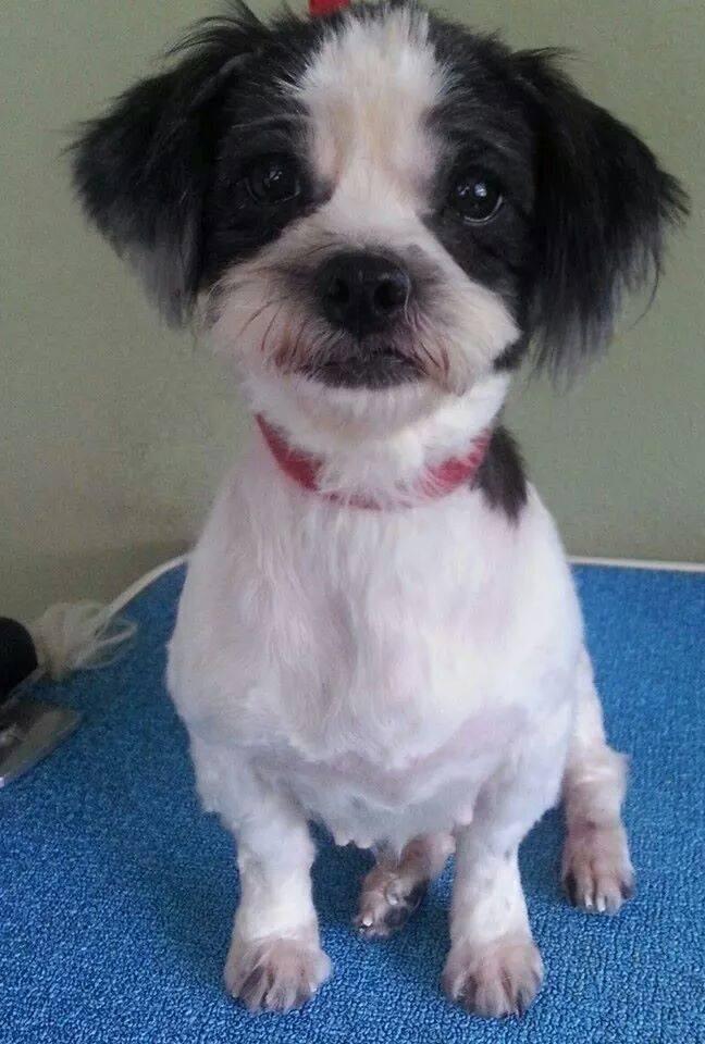 Meet Ana, a Petfinder adoptable Shih Tzu Dog | Port ...