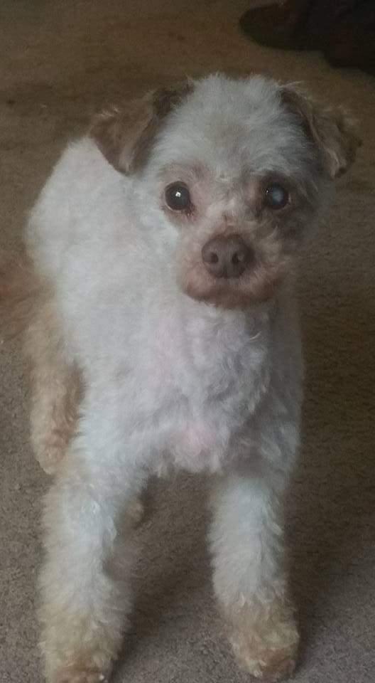 Meet CJ, a Petfinder adoptable Poodle Dog | Winlock, WA