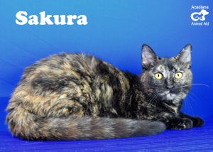 . Sakura .