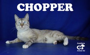 . Chopper .