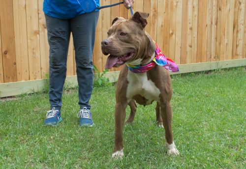 Adult female boxers dogs