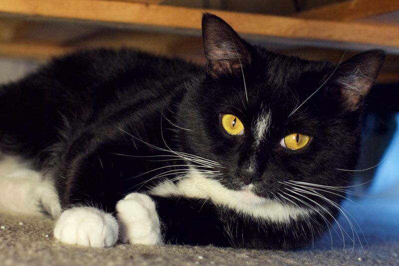 Meet Kiki, a Petfinder adoptable American Shorthair Cat | Columbus, OH