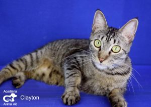 . Clayton .