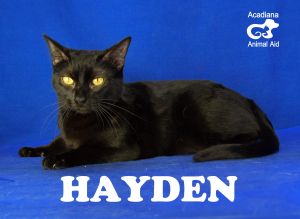 . Hayden .