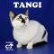 . Tangi .