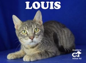 . Louis .