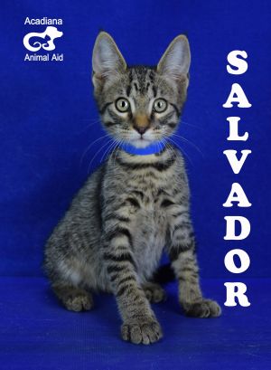 . Salvador .