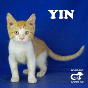 . Yin .