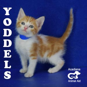 . Yoddles .