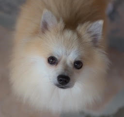 . Meeko .