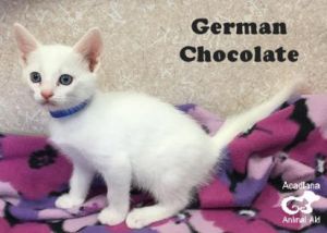 . German Chocolate .