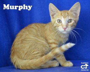 . Murphy .