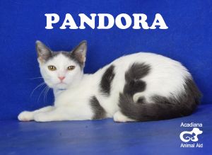 . Pandora .