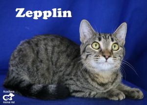 . Zepplin .
