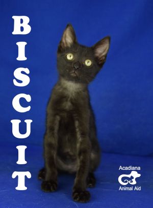 . Biscuit .