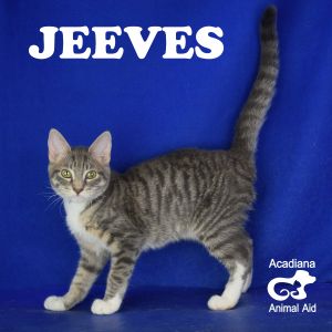 . Jeeves .