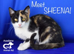 . Sheena .