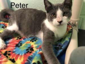 . Peter .