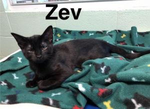 . Zev .