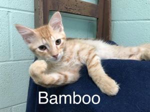 . Bamboo .