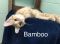 . Bamboo .