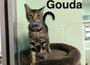 . Gouda .