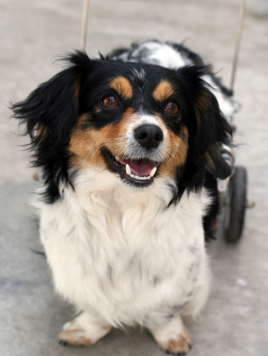 Papillon Dachshund Mix