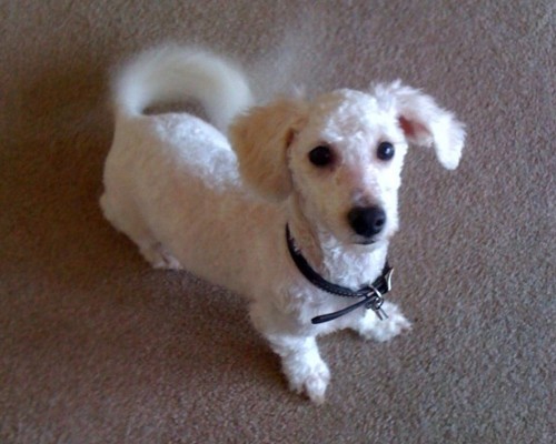 Meet Edward, a Petfinder adoptable Bichon Frise Dog ...