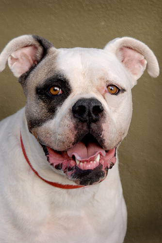Meet Bernadette, a Petfinder adoptable American Bulldog Dog | Los ...