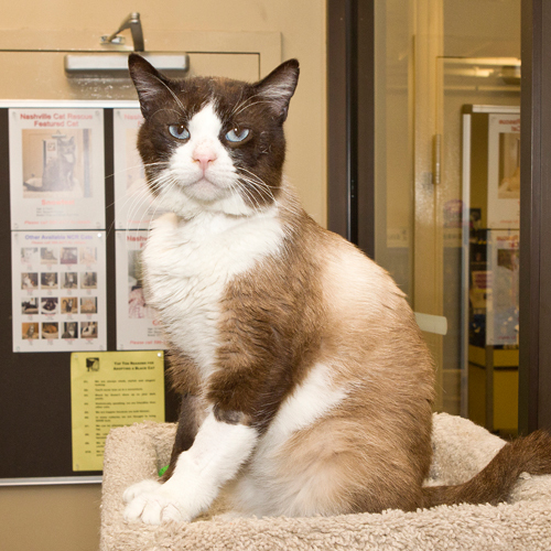 Meet Dave, a Petfinder adoptable Siamese Cat | Nashville, TN