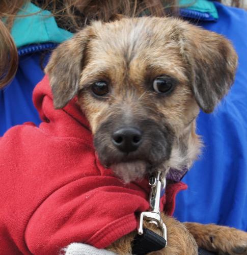 Meet Noelle, a Petfinder adoptable Cairn Terrier Dog ...
