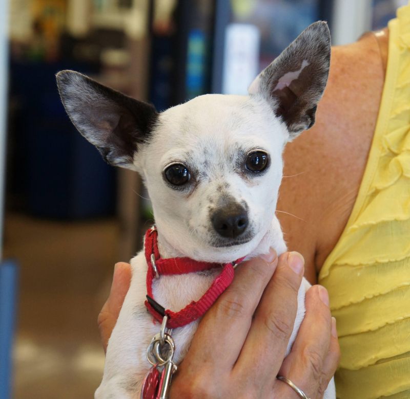 Meet Pinky, a Petfinder adoptable Chihuahua Dog | Los Alamitos, CA