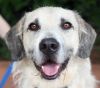 Adopt an Irish Wolfhound | Dog Breeds | Petfinder