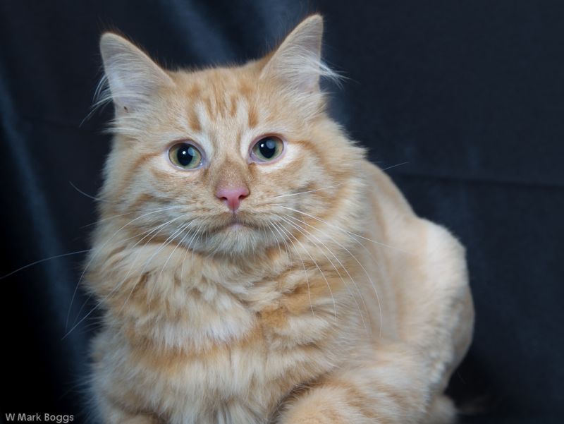 Meet Francis, a Petfinder adoptable Maine Coon Cat | Apollo, PA